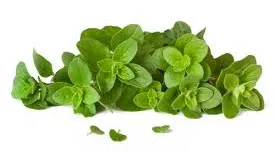OREGANO, una dintre cele mai puternice arme ale naturii împotriva unui VIRUS