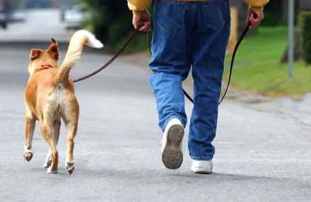 DESCOPERIREA ULUITOARE făcută de un cuplu care îşi plimba câinele. VALOREAZĂ 10 milioane de dolari