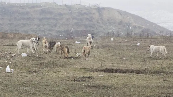 Un OM DE AFACERI, despre ORORILE prin care trece din cauza MAIDANEZILOR: "M-AM SĂTURAT"