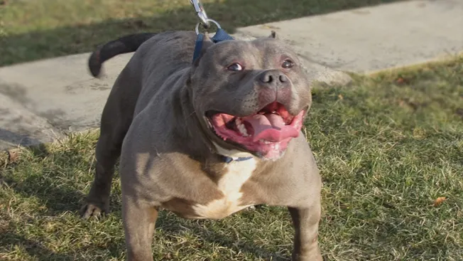 Constănțenii, terorizați de un pitbull:Am văzut cum sfârteca o pisică gestantă și săreau puii din ea
