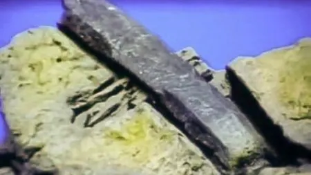 Descoperirea care pune sub semnul întrebării teoria evoluționistă