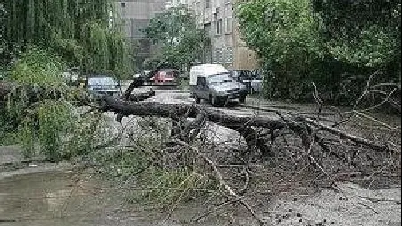 Copaci doborâți de vânt în Pitești
