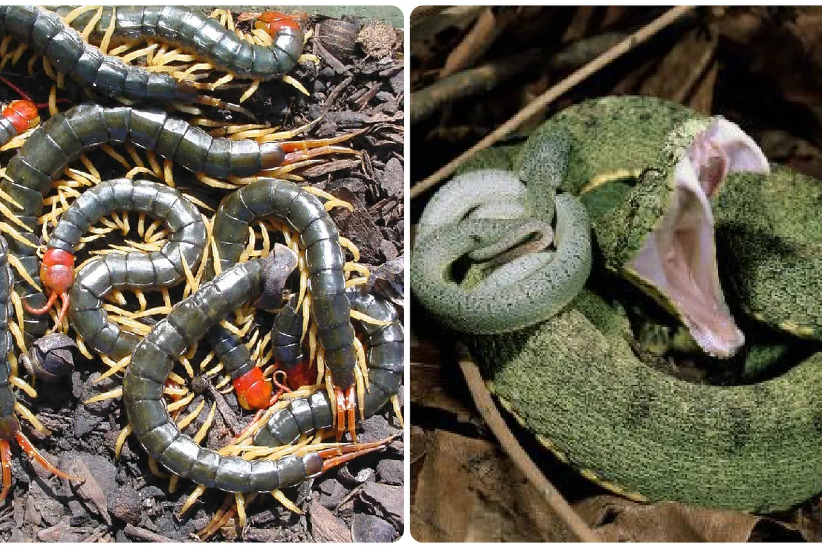 Imagine incredibilă din natură. Cine câştigă lupta dintre un şarpe şi un centiped uriaş