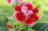 Cum se îngrijeşte gloxinia