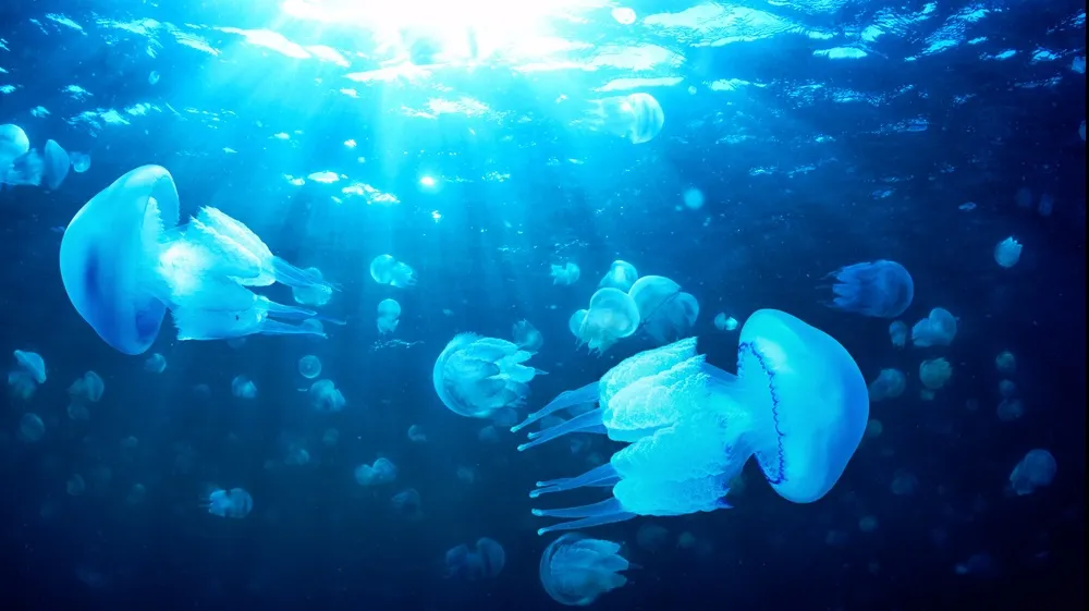 MEDUZA este celebrată de ZIUA PAMANTULUI cu un GOOGLE DOODLE