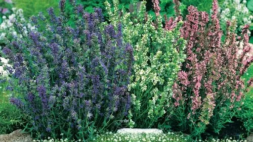 Horoscop. Ce plante te pot scăpa de boli, în funcţie de zodia ta