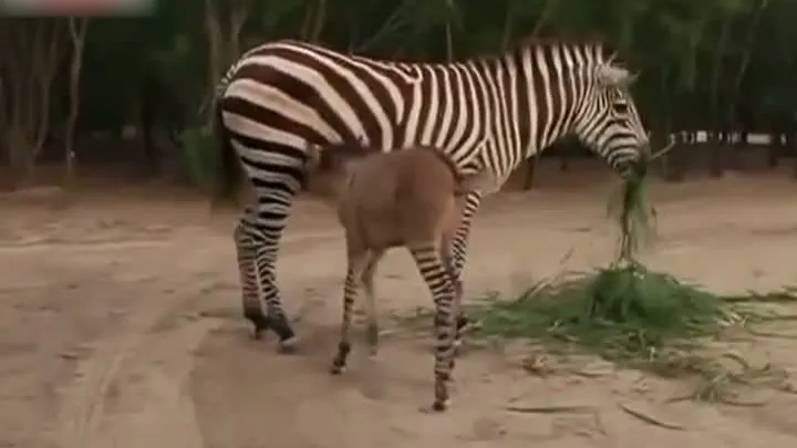 O mare grădină zoologică se închide. Animalele erau în pericol. Cum vor fi salvate