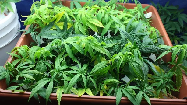 Premieră mondială în medicină: Un medicament cu canabis reduce crizele de epilepsie