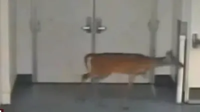 VIDEO FABULOS. O căprioară s-a rătăcit într-un spital 