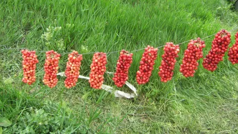 Ploi și temperaturi ușor ridicate! PROGNOZA METEO între 26 mai și 8 iunie 