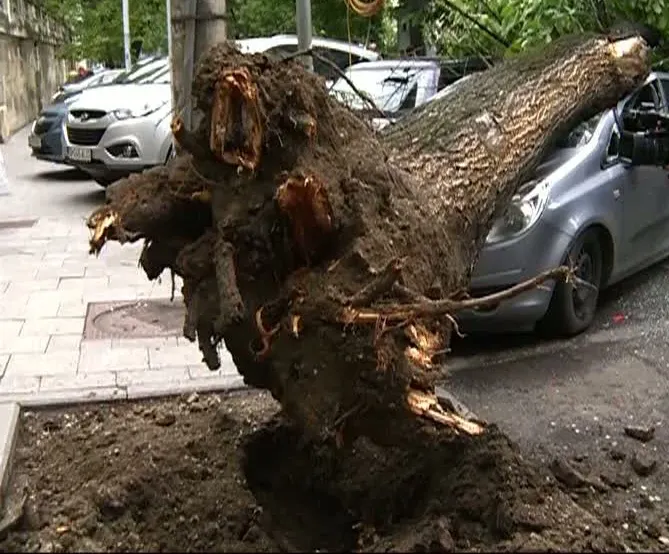 PANICĂ ÎN CAPITALĂ, după VIJELIE: un copac a căzut peste două maşini 