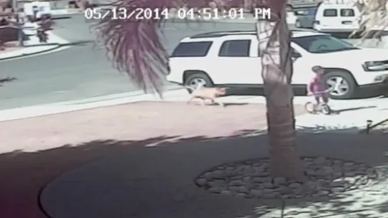 VIDEO INCREDIBIL! O pisică îşi salvează stăpânul din colţii unui câine 