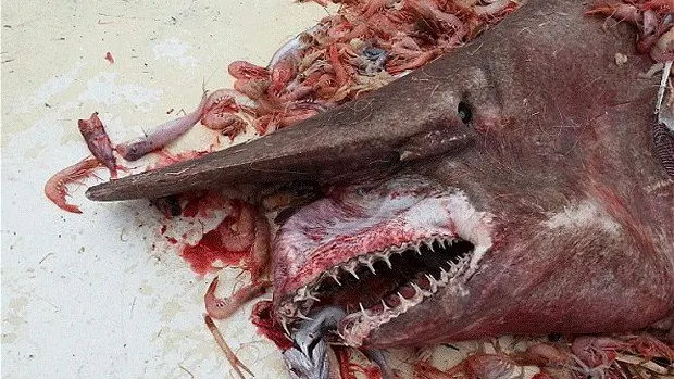 Un pescar a prins o CREATURĂ de 5 metri despre care savanţii NU ŞTIU ce să creadă