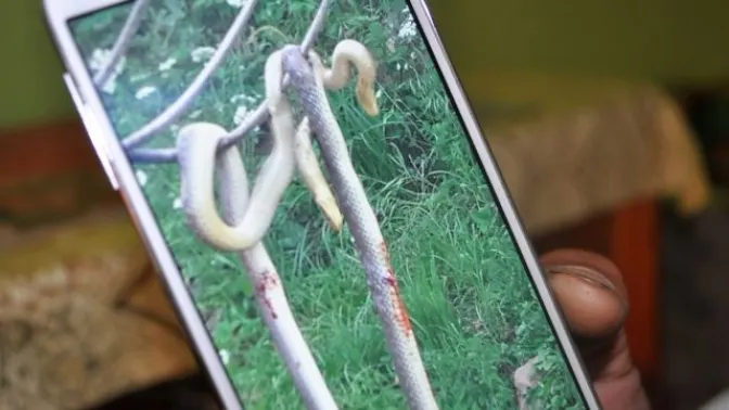 Invazie de serpi in Banat! Locuitorii terorizati de reptile se plang ca sunt ignorati de autoritati