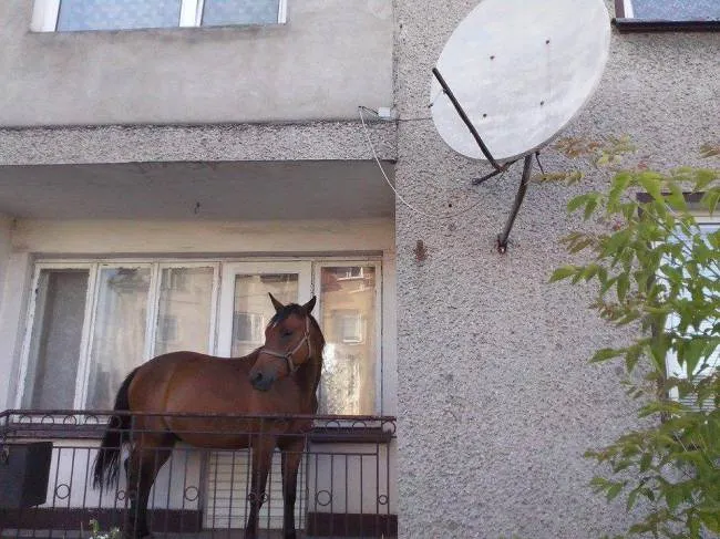 EXPLICAŢIA HALUCINANTĂ a bărbatului care ţinea un CAL pe BALCON