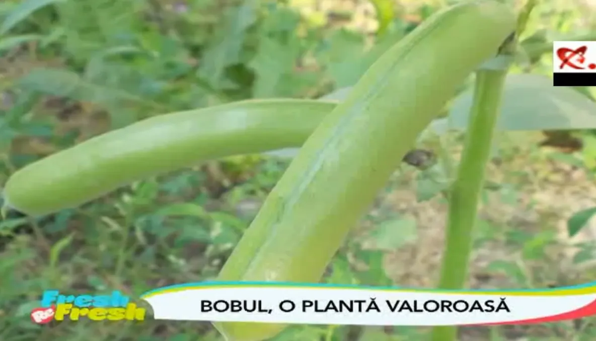 FRESH-REFRESH. Bobul, o legumă mai puțin consumată în România 