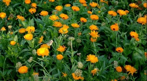 Ce plante alungă ţânţarii şi alte insecte nedorite