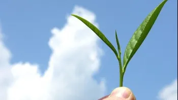 7 motive sa bei ceai verde