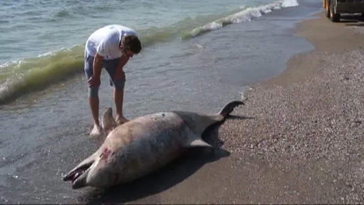 Delfini îmbibați cu FENTANIL și rechini cu COCAINĂ. Oceanul planetar devine un cocktail de stupefiante