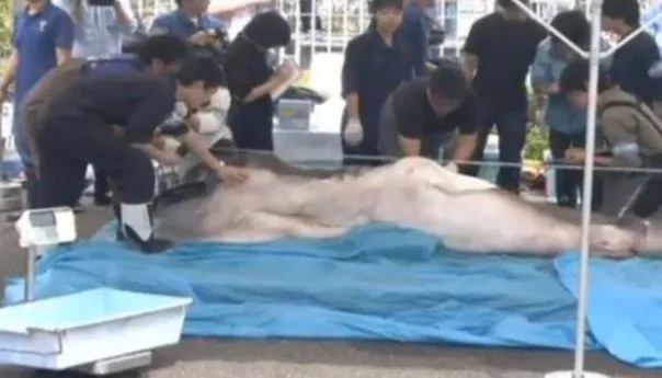 Au capturat o CREATURĂ extraterestră în Marea Japoniei. 1.500 de oameni au rămas ŞOCAŢI