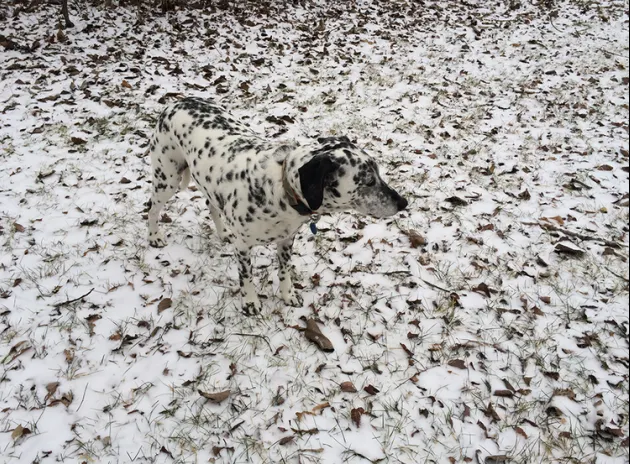  iPhone Photography Awards: Cele mai bune fotografii ale anului făcute cu iPhone