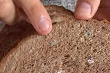 ATENŢIE la pâinea mucegăită. Poţi să te îmbolnăveşti de Salmonella