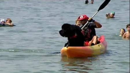 Bruno, primul câine salvamar din Spania
