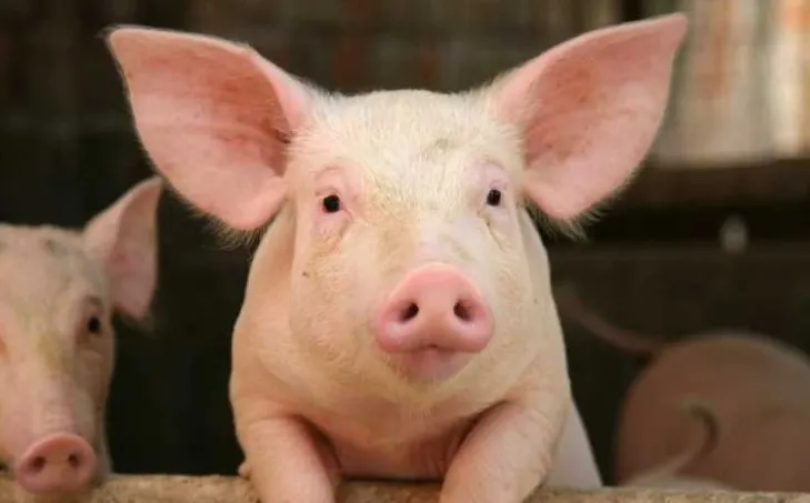 Opt oficiali chinezi, destituiţi în urma unui nou scandal implicând carne de porc