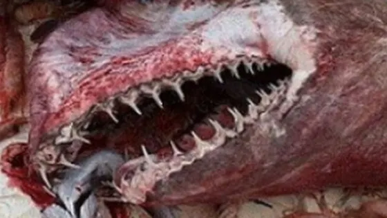 Creatura care a îngrozit oamenii de ştiinţă. "Este un MISTER" - FOTO
