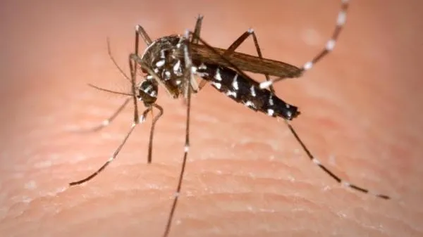 5 alimente pe care să le eviţi vara dacă vrei să scapi de ţânţari