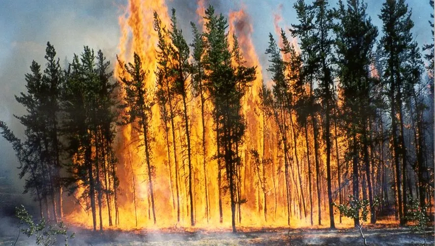 Suedia se confruntă cu cele mai grave incendii de pădure din istoria modernă