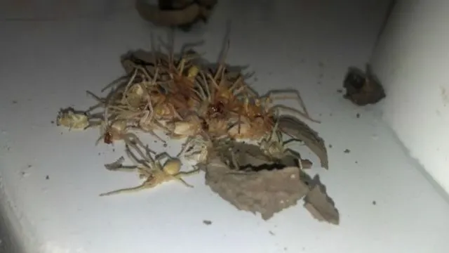  INFIORATOR: Au auzit zgomote CIUDATE in plafon! AU INGHETAT cand au descoperit ce se ASCUNDEA acolo
