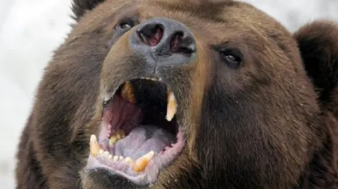 Două persoane, soţ şi soţie, la spital după ce au fost atacate de un urs