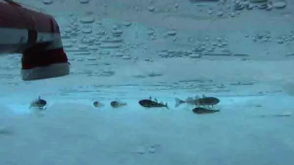 Te-ai întrebat vreodata cum rezistă peștii în oceanul înghețat? Vezi EXPLICAȚIA!