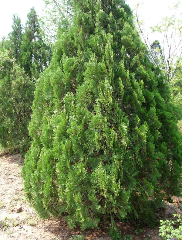 Creatura care a pus pe JAR autorităţile dintr-o comună din Timiş. Ce au descoperit, într-un ARBORE 