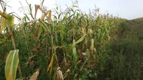 Sibiu: Trei ciobani, reţinuţi în cazul oaselor umane descoperite într-un lan de porumb
