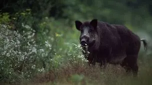 Au împușcat porci mistreți și i-au tăiat. Nimeni nu se aștepta la ce a urmat