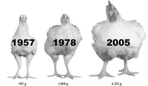 De ce sunt actualele rase de pui aşa de mari? Concluzia cercetătorilor