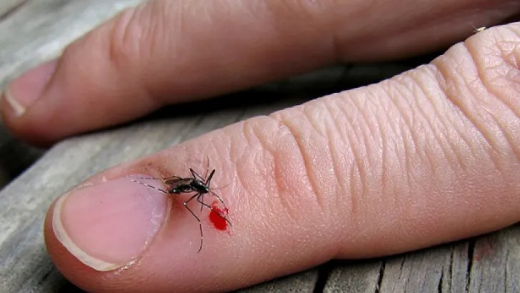 Un cartier din Craiova, ÎN CARANTINĂ din cauza virusului West Nile