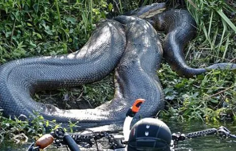 VIDEO ÎNSPĂIMÂNTĂTOR. Ce se întâmplă când oamenii dau peste cea mai mare ANACONDA din lume