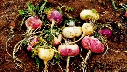 FRESH REFRESH. Pudra de maca, excepţională pentru sănătate