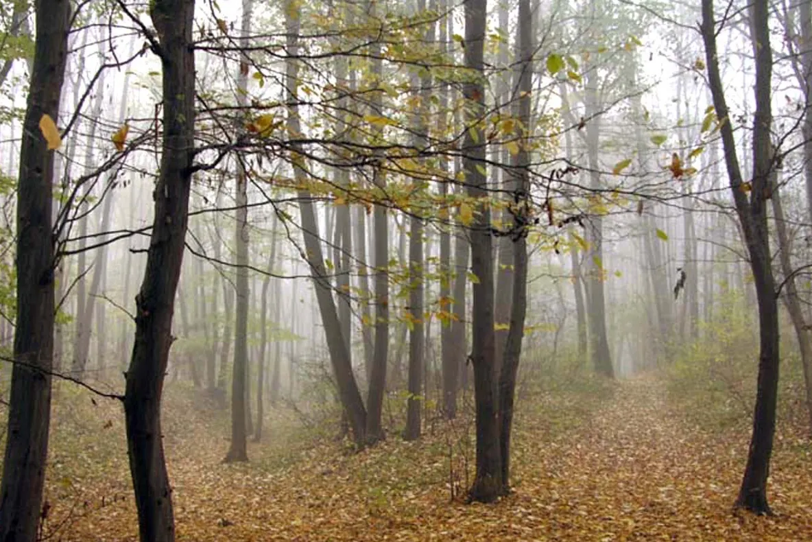 Fost prefect de Buzău, urmărit penal pentru retrocedarea ilegală a peste 5.000 de hectare de pădure