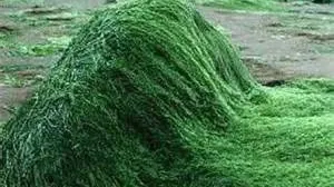 Minunile pe care le face spirulina pentru sanatate
