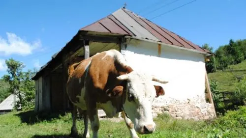 Casa din România în care trăiesc 800 de oameni