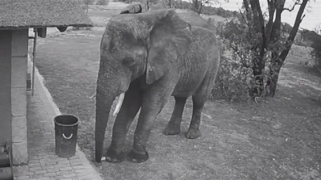 INCREDIBIL - ce GEST a făcut un ELEFANT. A fost SURPRINS de camerele de supraveghere