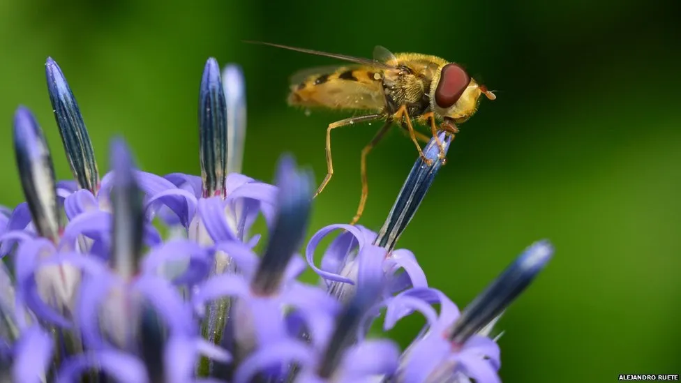 O fotografie în care o MUSCULIȚĂ sărută un ciulin a câștigat premiul British Ecological Society