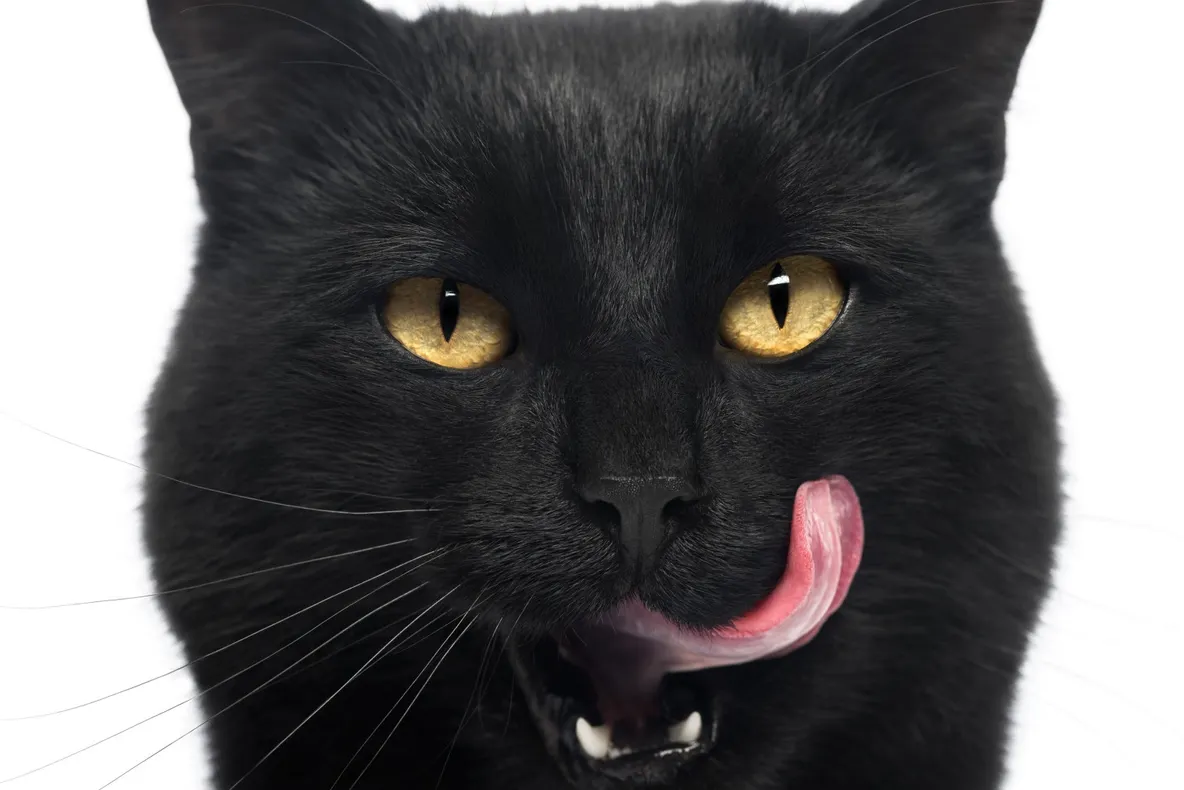 Vampiri energetici: Care sunt trăsăturile unui animal–vampir?