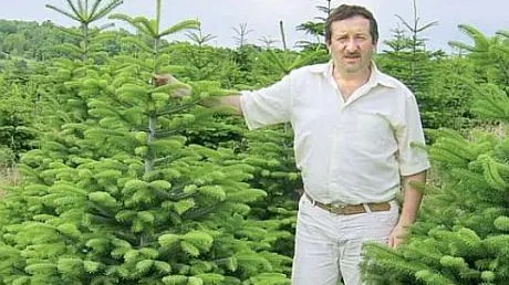 Un profesor din Transilvania deține cea mai mare plantație de brazi din Europa Centrală și de Est 