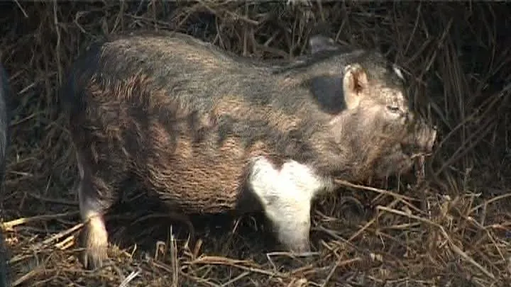 Porcul vietnamez, căutat pentru carne și companie 