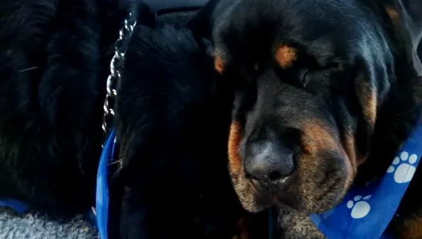 Acest clip cu un câine care plânge după fratele mort este înduioşător şi a devenit viral pe Internet